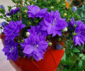 Продам растишки своих красавиц