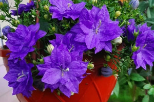 Продам растишки своих красавиц