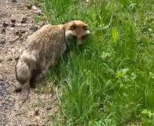 На Куршской косе заметили одну из 20 енотовидных собак, обитающих в парке