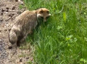 На Куршской косе заметили одну из 20 обитающих там енотовидных собак
