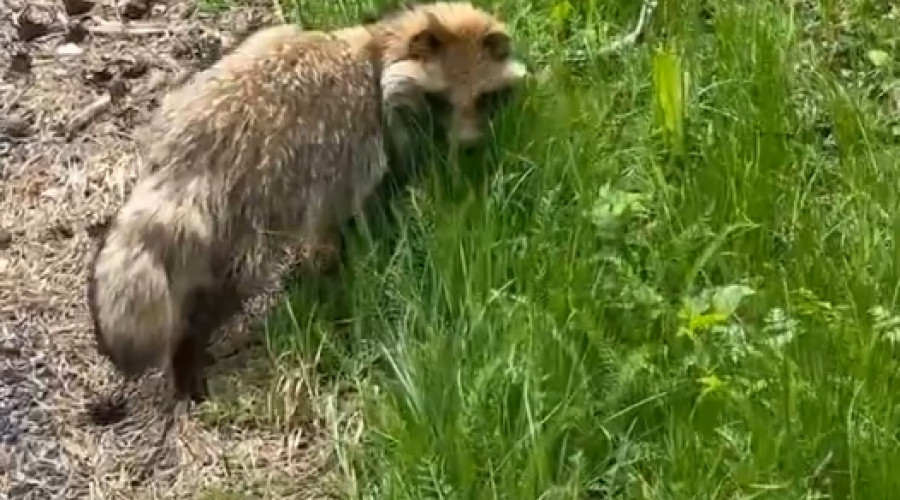 На Куршской косе заметили одну из 20 енотовидных собак, обитающих в парке