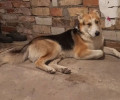 Житель Калининграда пристраивает двух собак из-за длительной командировки