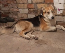 Житель Калининграда пристраивает двух собак из-за длительной командировки