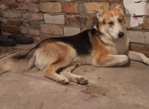Житель Калининграда пристраивает двух собак из-за длительной командировки