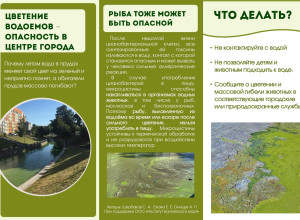 Цианотоксины в Верхнем озере: почему цветение воды в Калининграде опасно и как это связано с очисткой