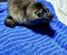 На Северо‑Западе стартовал тюленеспасательный сезон: на Ладожском озере спасли двухдневную нерпу