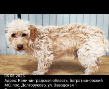 В Калининграде разыскивают сбежавшего пса: волонтёр просит помощи