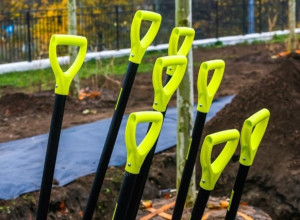 На озеленение Калининграда выделено 23,5 млн рублей для высадки более 500 растений