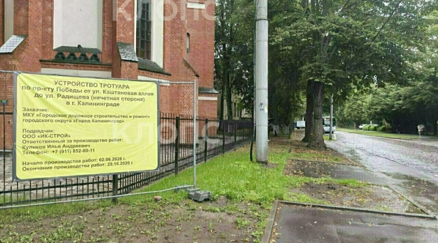 На проспекте Победы в Калининграде продолжили ремонт тротуара: жители обеспокоены сохранностью деревьев