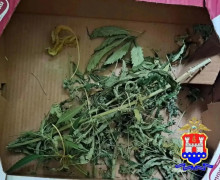 В Калининграде у местного жителя изъяли марихуану и 12 растений конопли