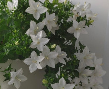 Продам растишки своих красавиц
