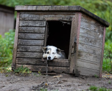 Россельхознадзор и прокуратура проверят производителя вакцины «Мультикан-8» после гибели собак