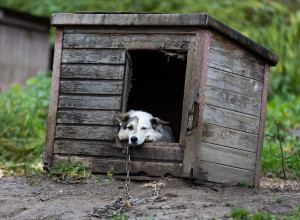 Россельхознадзор и прокуратура проверят производителя вакцины «Мультикан-8» после гибели собак