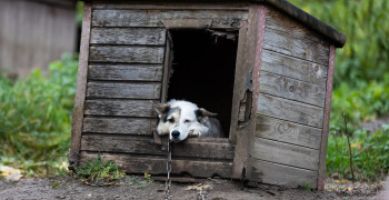 Россельхознадзор и прокуратура проверят производителя вакцины «Мультикан-8» после гибели собак