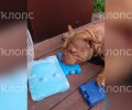 В Калининграде собака породы американский булли погибла после плановой вакцинации
