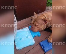 В Калининграде собака породы американский булли погибла после плановой вакцинации