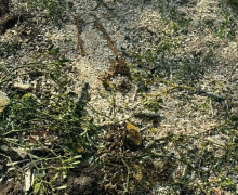 На Верхнем озере в Калининграде при спиливании деревьев разрушили пчелиное дупло