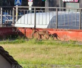 В Калининграде на улице Батальной заметили лису в плохом состоянии