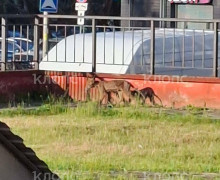 В Калининграде на улице Батальной заметили лису в плохом состоянии
