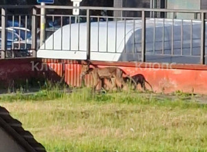 В Калининграде на улице Батальной заметили лису в плохом состоянии