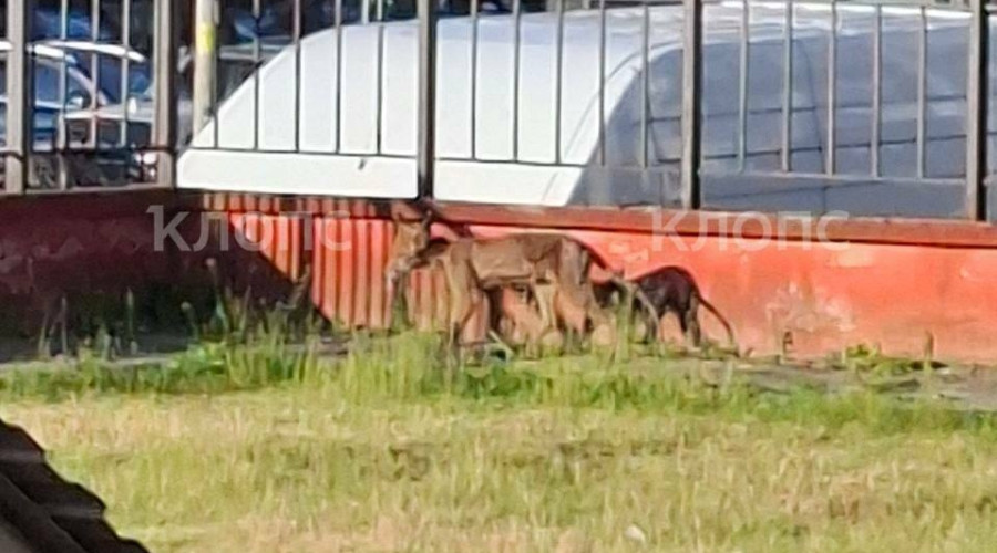 В Калининграде на улице Батальной заметили лису в плохом состоянии