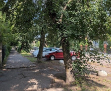 Липы на проспекте Победы в Калининграде снесли из-за аварийного состояния