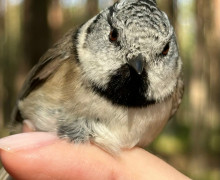 На Куршской косе поймали хохлатую синицу с вишнёвыми глазами