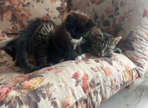 Жители Пионерского ищут новых хозяев для котят и кошки