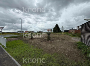 В Холмогоровке при строительстве дороги вырубили 33 дерева, компенсировав посадкой 20 саженцев