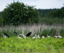 Аисты в Калининградской области в начале июня кормятся на лугах и влажных полях