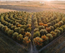 В Зеленоградском округе заложат облепиховый сад в форме сердца