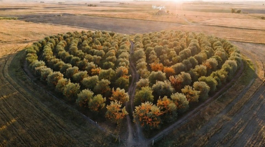 В Зеленоградском округе заложат облепиховый сад в форме сердца