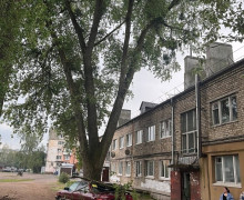 В Калининграде ветка рухнула на автомобиль из-за недоделанной обрезки деревьев
