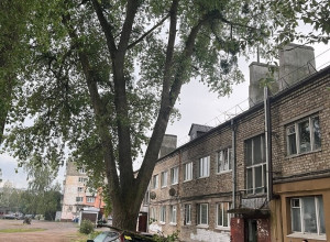 В Калининграде ветка рухнула на автомобиль из-за недоделанной обрезки деревьев