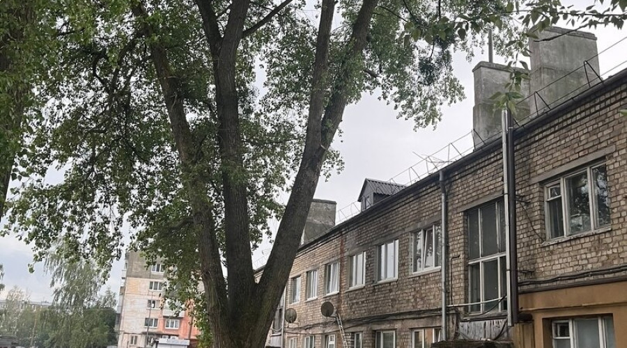 В Калининграде ветка рухнула на автомобиль из-за недоделанной обрезки деревьев