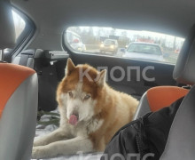 В посёлке Шоссейном под Калининградом хаски живёт у сгоревшего дома, пёс был очень привязан к своему погибшему девятилетнему хозяину