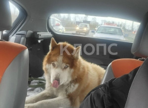 В посёлке Шоссейном под Калининградом хаски живёт у сгоревшего дома, пёс был очень привязан к своему погибшему девятилетнему хозяину