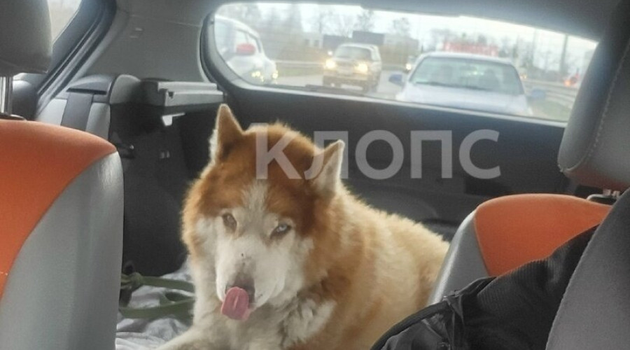 В посёлке Шоссейном под Калининградом хаски живёт у сгоревшего дома, пёс был очень привязан к своему погибшему девятилетнему хозяину