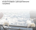 В Калининграде на острове Канта пресекли нелегальную фотосъёмку с голубями