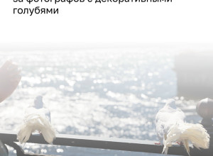 В Калининграде на острове Канта пресекли нелегальную фотосъёмку с голубями