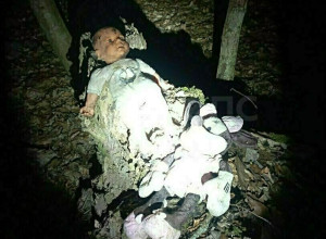 Кукольные головы на деревьях: калининградцы рассказали о загадочных находках в лесах