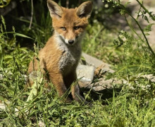 Новые дорожные знаки ограничения скорости установлены на Куршской косе