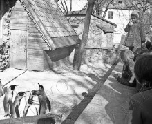 Каким был Калининградский зоопарк в прошлом веке: история восстановления после войны