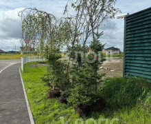В Холмогоровке при строительстве дороги вырубили 33 дерева, компенсировав посадкой 20 саженцев