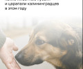 Более 1,3 тысячи жителей Калининградской области обратились к врачам после контактов с животными в 2026 году