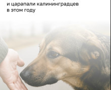 Более 1,3 тысячи жителей Калининградской области обратились к врачам после контактов с животными в 2026 году