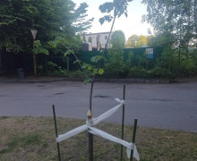 Неизвестные вырубили липы у братской могилы на Ялтинской в Калининграде