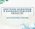 Цветение водорослей в водоёмах Калининградской области: проблема усугубляется