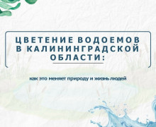 Цветение водорослей в водоёмах Калининградской области: проблема усугубляется