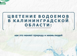 Цветение водорослей в водоёмах Калининградской области: проблема усугубляется